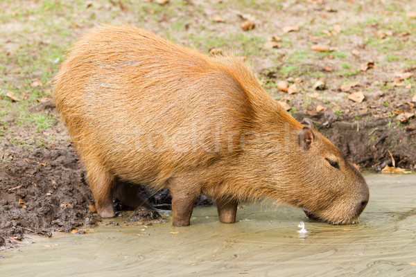 Capybara (Hydrochoerus hydrochaeris) drinking from a dirty pool Stock photo © michaklootwijk
