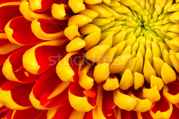 Stockfoto: Geel · dahlia · bloem · geïsoleerd · witte · voorjaar