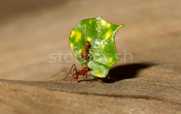 A leaf cutter ant Stock photo © michaklootwijk