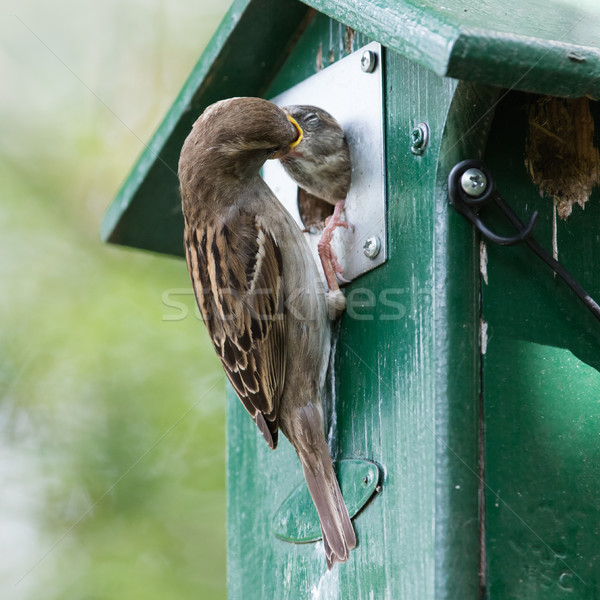 Adult sparrow feeding a young sparrow Stock photo © michaklootwijk