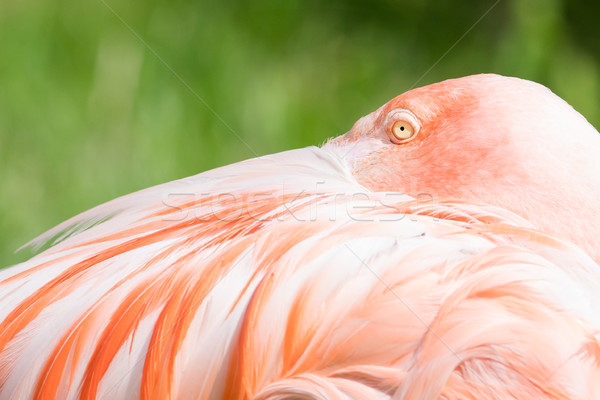 Rosa Flamingo primo piano isolato erba verde alimentare Foto d'archivio © michaklootwijk