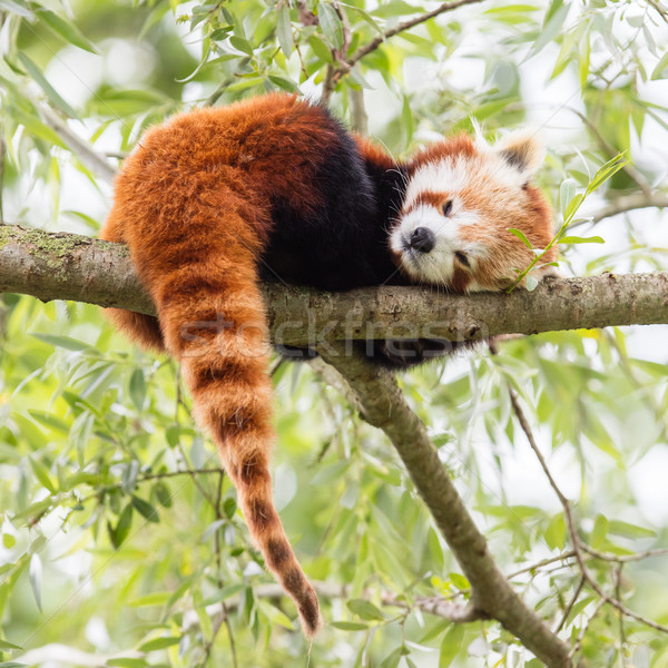 Red Panda, Firefox or Lesser Panda  Stock photo © michaklootwijk