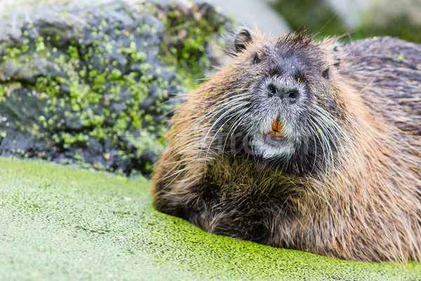 Stock photo: Myocastor coypus, single mammal