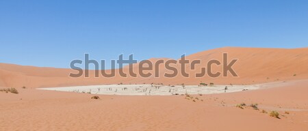 View over the deadvlei with the famous red dunes of Namib desert Stock photo © michaklootwijk