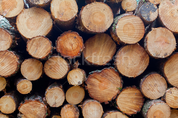 Forstwirtschaft Industrie Baum Holz Papier hat Stock foto © michaklootwijk