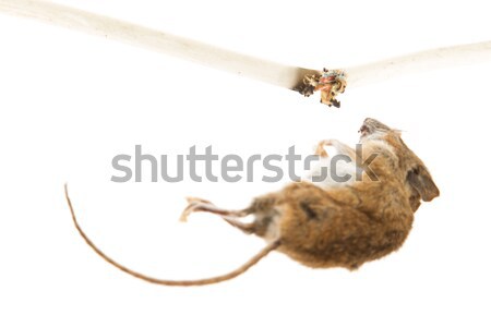 Mouse killed Stock photo © michaklootwijk