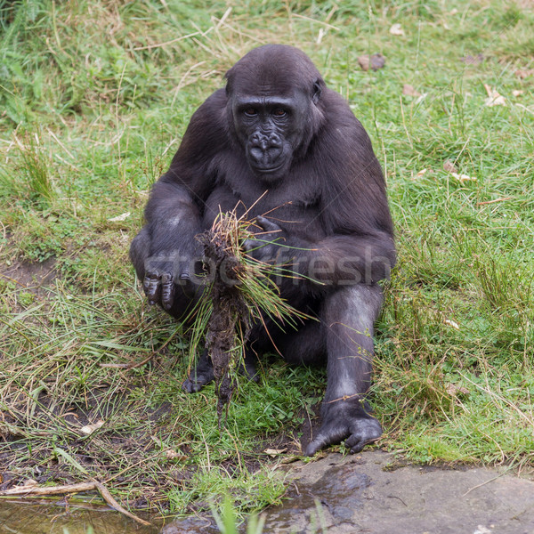 Tineri gorila joc faţă natură fundal Imagine de stoc © michaklootwijk