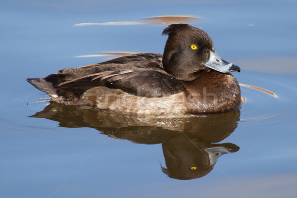 Female Tufted duck Stock photo © michaklootwijk