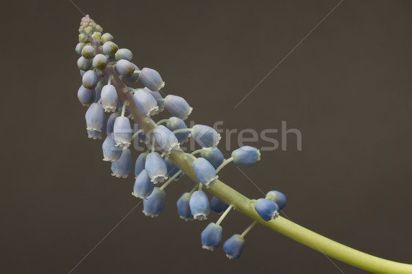 Grape hyacinth with grey background Stock photo © michaklootwijk