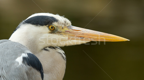 Great blue heron Stock photo © michaklootwijk