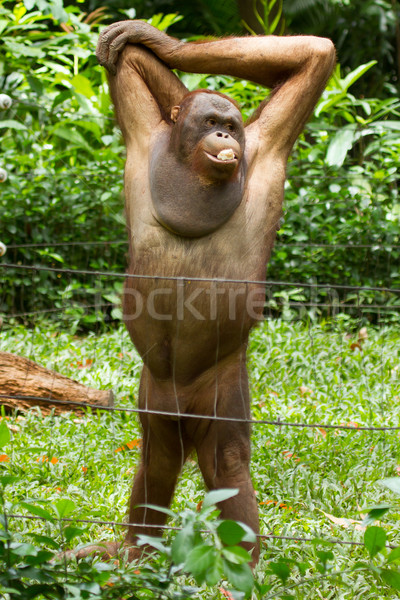 Orangutan Vietnam borneo maymun koruma poz Stok fotoğraf © michaklootwijk