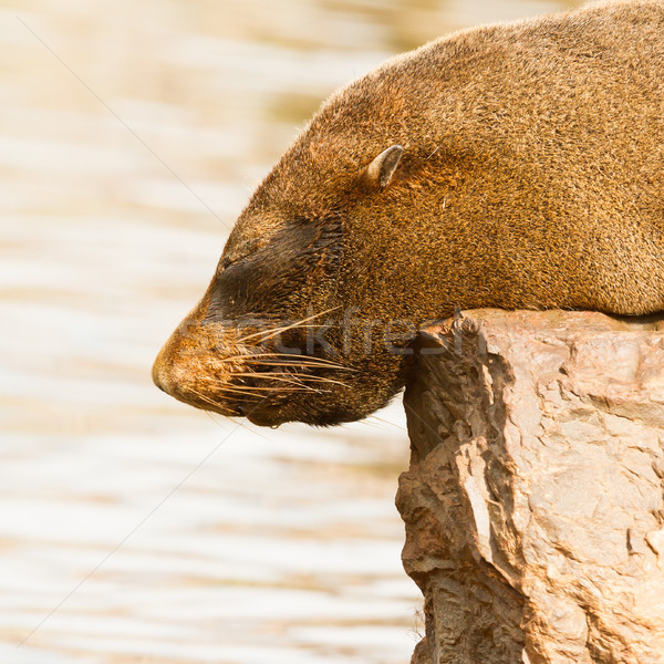 The close up of South American sea lion Stock photo © michaklootwijk