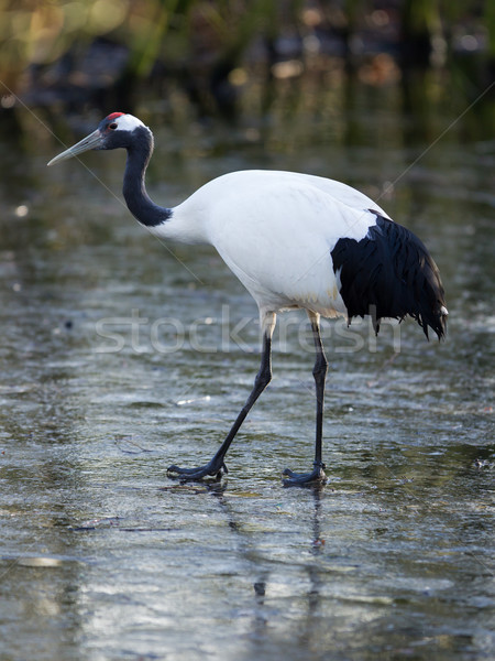 Stock photo: Red-crowned Crane or Japanese Crane