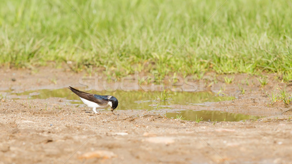 Swallow, Tachycineta bicolor, gathering nesting material Stock photo © michaklootwijk