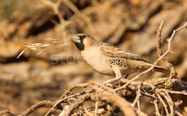 Cape Sparrow (Passer melanurus) Stock photo © michaklootwijk