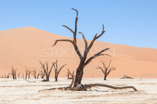 Morti alberi rosso deserto cielo albero Foto d'archivio © michaklootwijk