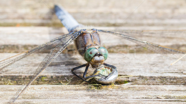 Stock foto: Blau · Libelle · Eier · groß · wenig · grünen