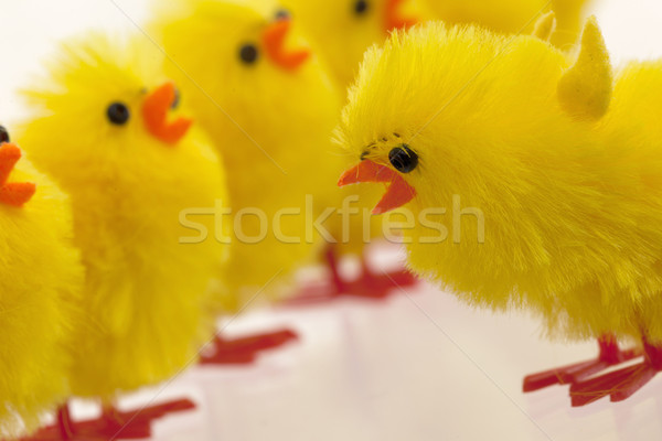 Fülle Ostern Küken selektiven Fokus isoliert Baby Stock foto © michaklootwijk