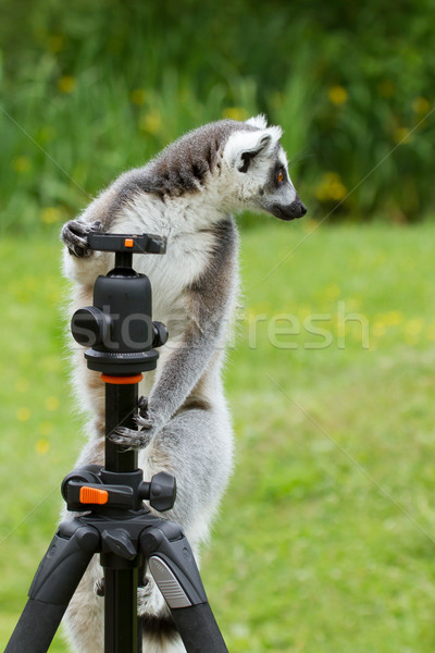 Ring-tailed lemur sitting on tripod Stock photo © michaklootwijk