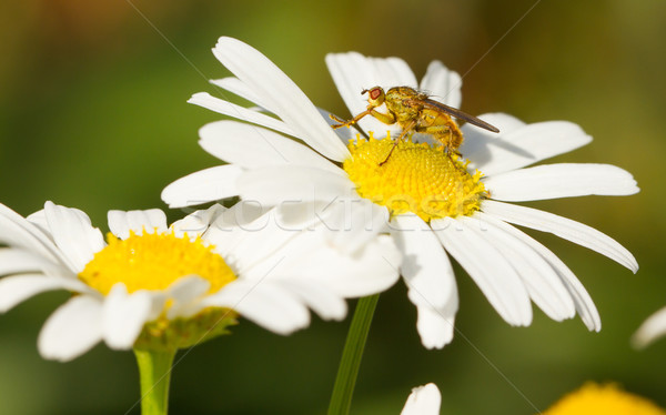 Piccolo volare ox occhi Daisy natura Foto d'archivio © michaklootwijk