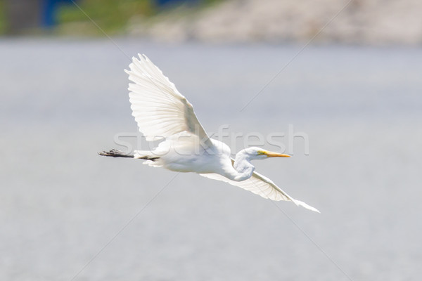 Great Egret (Ardea alba modesta), American subspecies Stock photo © michaklootwijk