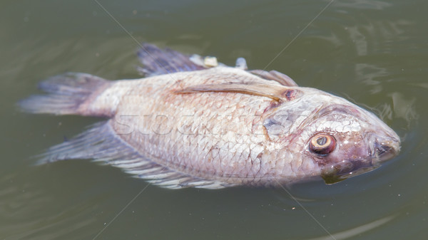 Morte peixe desperdiçar água foco olho Foto stock © michaklootwijk