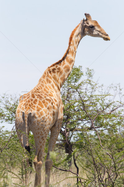 Giraffe in Etosha, Namibia Stock photo © michaklootwijk