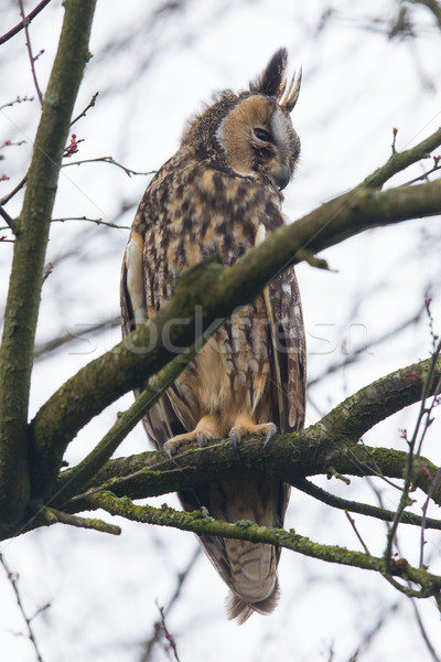 Lungo gufo albero natura uccello animale Foto d'archivio © michaklootwijk