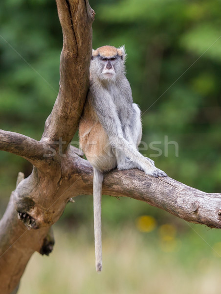 Patas monkey (Erythrocebus patas Stock photo © michaklootwijk