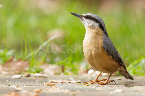 A Nuthatch on the ground Stock photo © michaklootwijk
