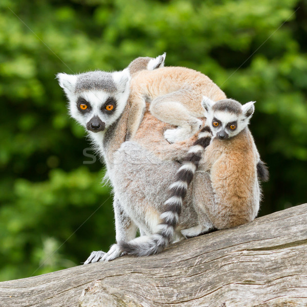 Ring-tailed lemur in captivity Stock photo © michaklootwijk