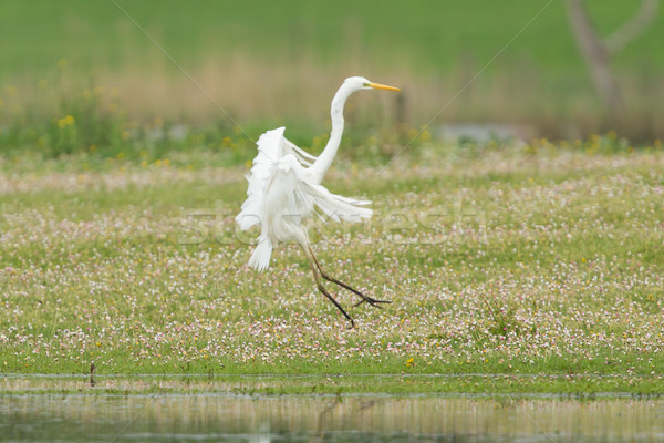 Great white heron Stock photo © michaklootwijk