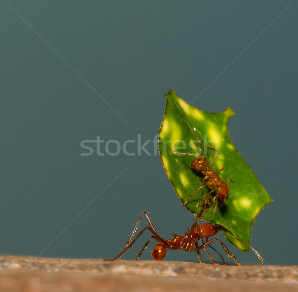 A leaf cutter ant Stock photo © michaklootwijk