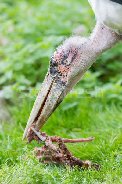 Marabou stork eating Stock photo © michaklootwijk
