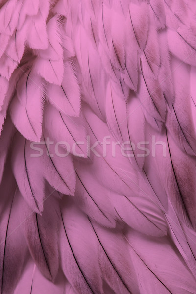Stock photo: Pink fluffy feather closeup