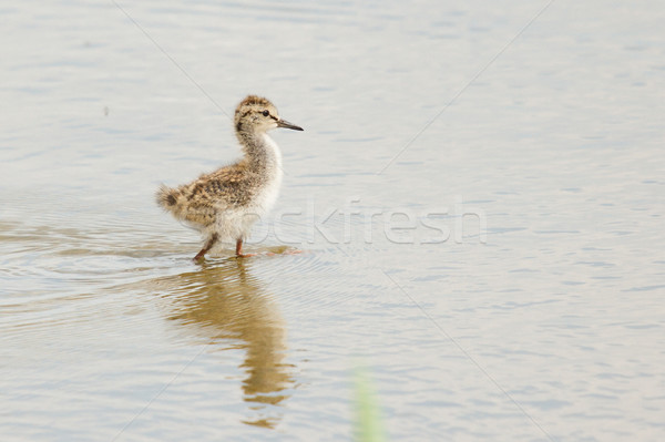A young common redshank Stock photo © michaklootwijk