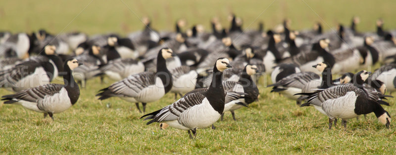 A group of barnacle geese Stock photo © michaklootwijk