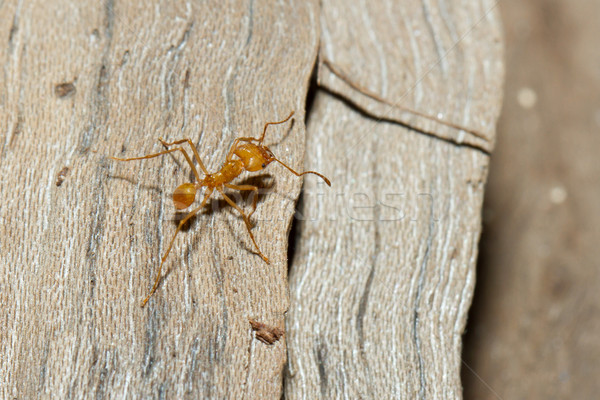 A leaf cutter ant Stock photo © michaklootwijk