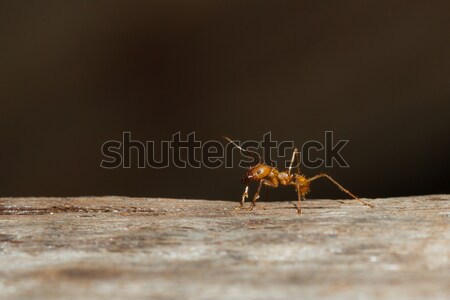 A leaf cutter ant Stock photo © michaklootwijk