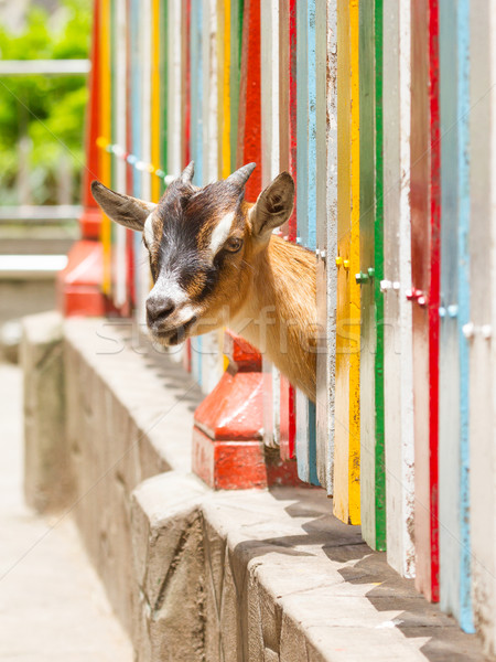 Goat looking through a fence  Stock photo © michaklootwijk