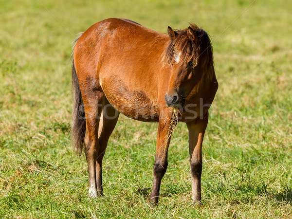 Stock photo: Grazing horse