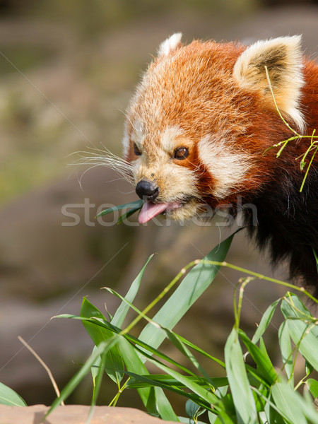 Rot panda Baum Natur Blatt schwarz Stock foto © michaklootwijk