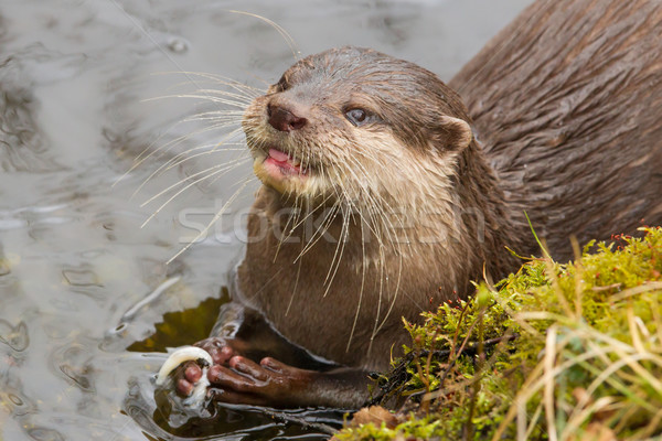Close-up of an otter eating fish Stock photo © michaklootwijk
