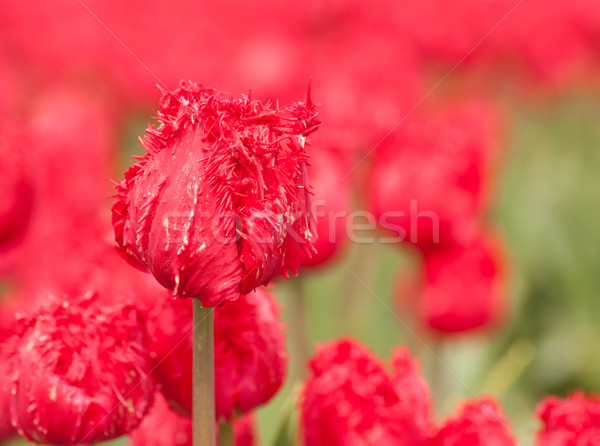 Tulipa campo agrícola terra vermelho tulipas Foto stock © michaklootwijk