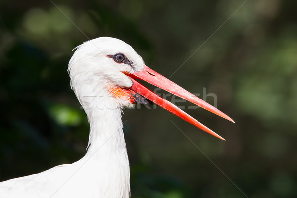 Head of a stork  Stock photo © michaklootwijk