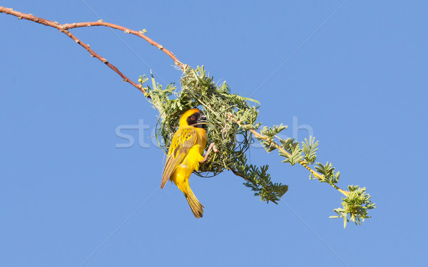 Southern Yellow Masked Weaver  Stock photo © michaklootwijk
