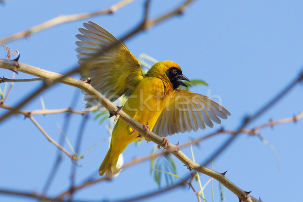 Southern Yellow Masked Weaver  Stock photo © michaklootwijk