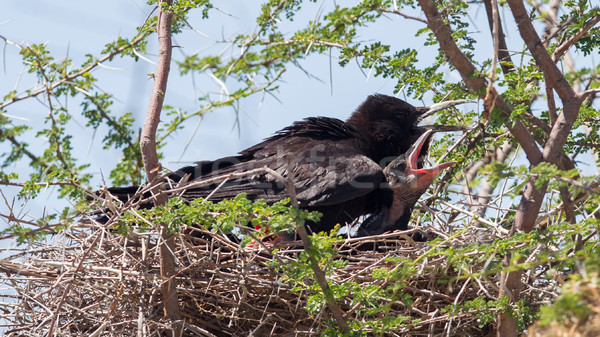 Cape crow (Corvus capensis) Stock photo © michaklootwijk