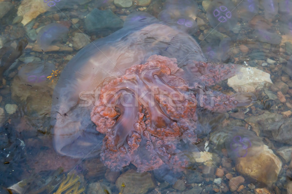 Kicsi meduza tengerpart Skócia víz tenger Stock fotó © michaklootwijk