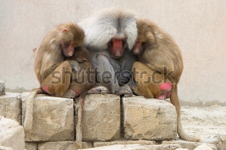 Hamadryas Baboons (Papio hamadryas) Stock photo © michaklootwijk